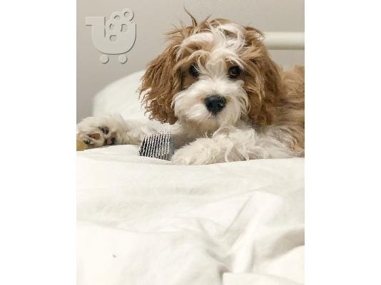όμορφο cavapoo έτοιμο